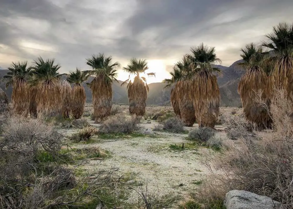 Anza-Borrego Desert State Park