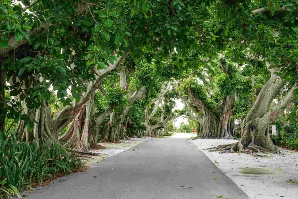 beauty of the sunshine state, trees of florida, beach
