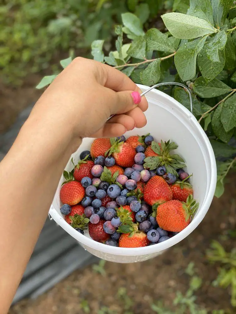 The Ivy Place Berry Farm, South Carolina