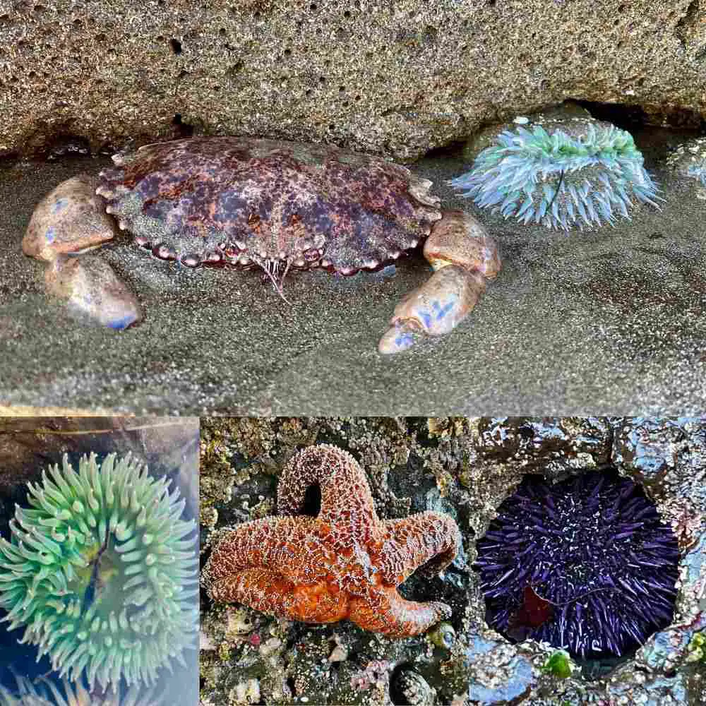 Tide pooling at Natural Bridge State Beach