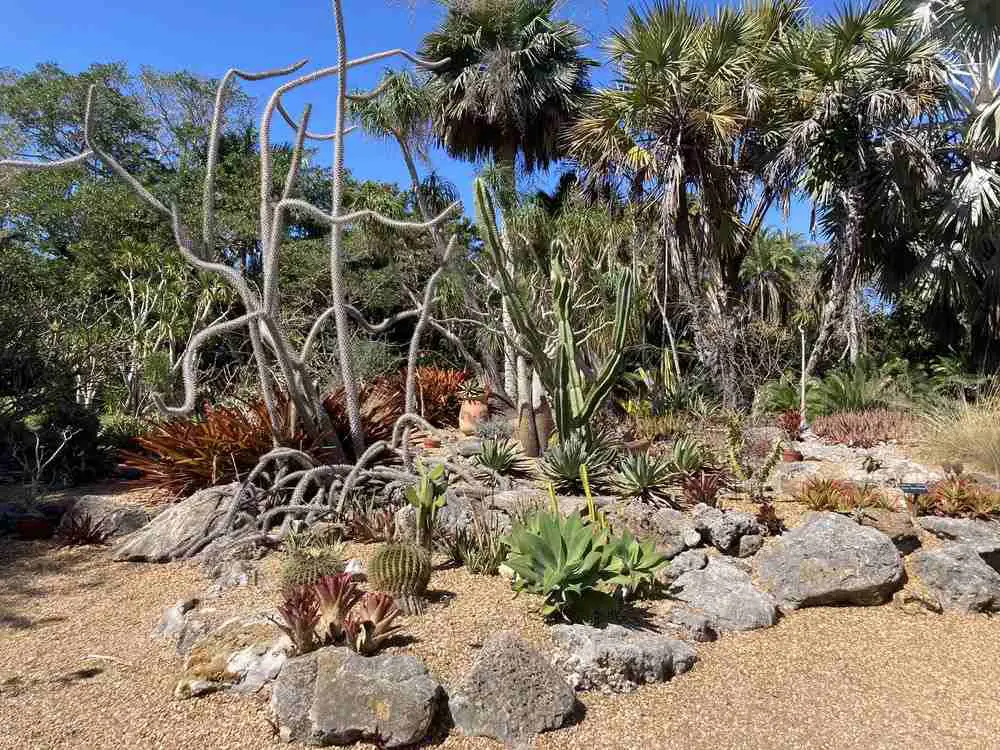 desert garden in the Sarasota climate