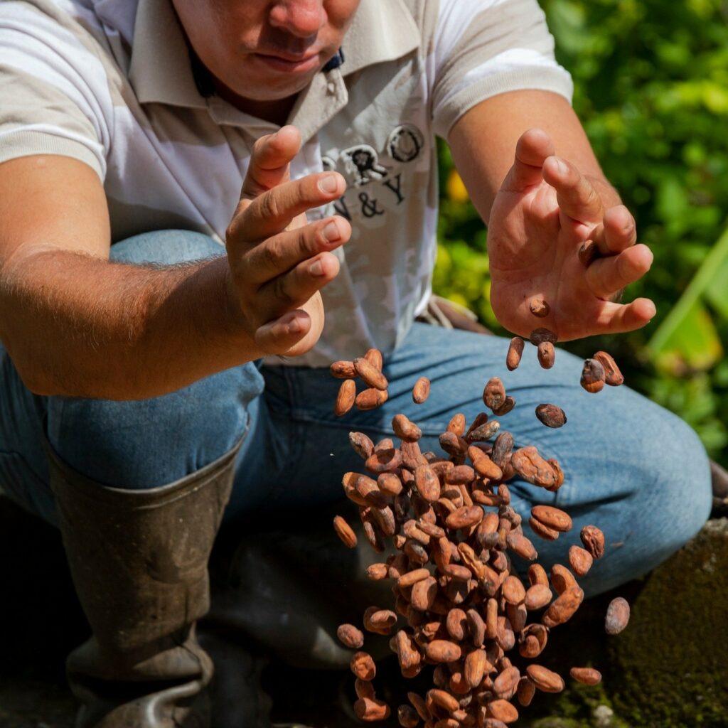 Coco Beans for making chocolates